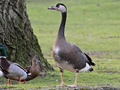 Canada Goose x domestic (Greylag Goose x Swan Goose) trigen